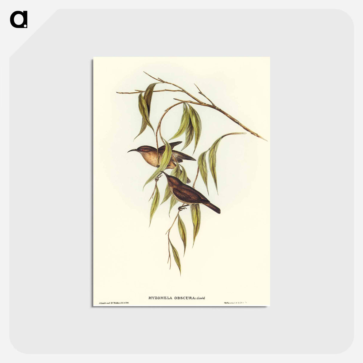 アートポストカード-Obscure Honey-eater
- オーストラリアの鳥 Postcard.