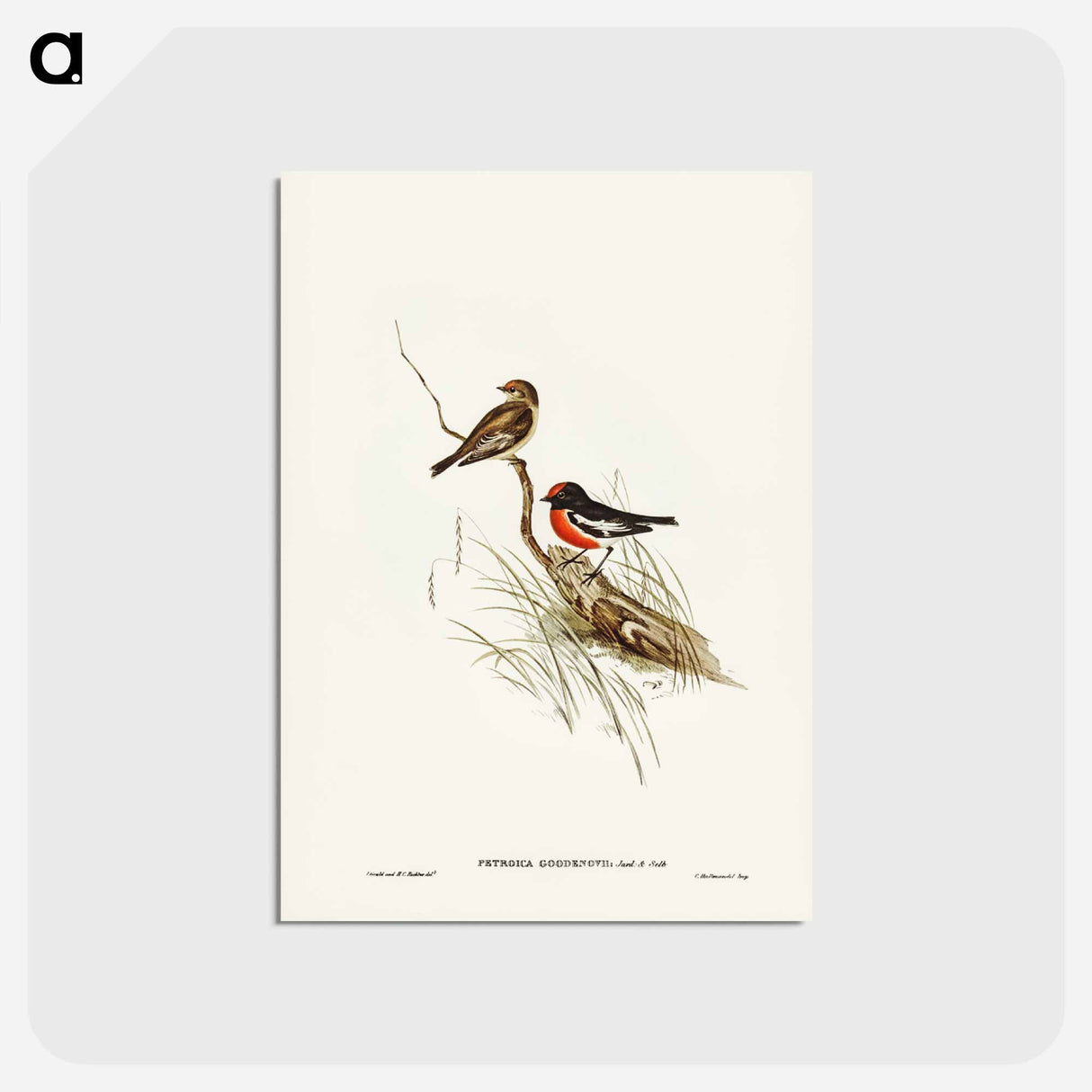 アートポストカード-Red-capped Robin
- ジョン グールド Postcard.