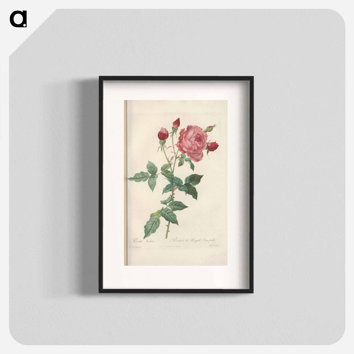 Rose illustration - ピエール ジョゼフ ルドゥーテ Poster.