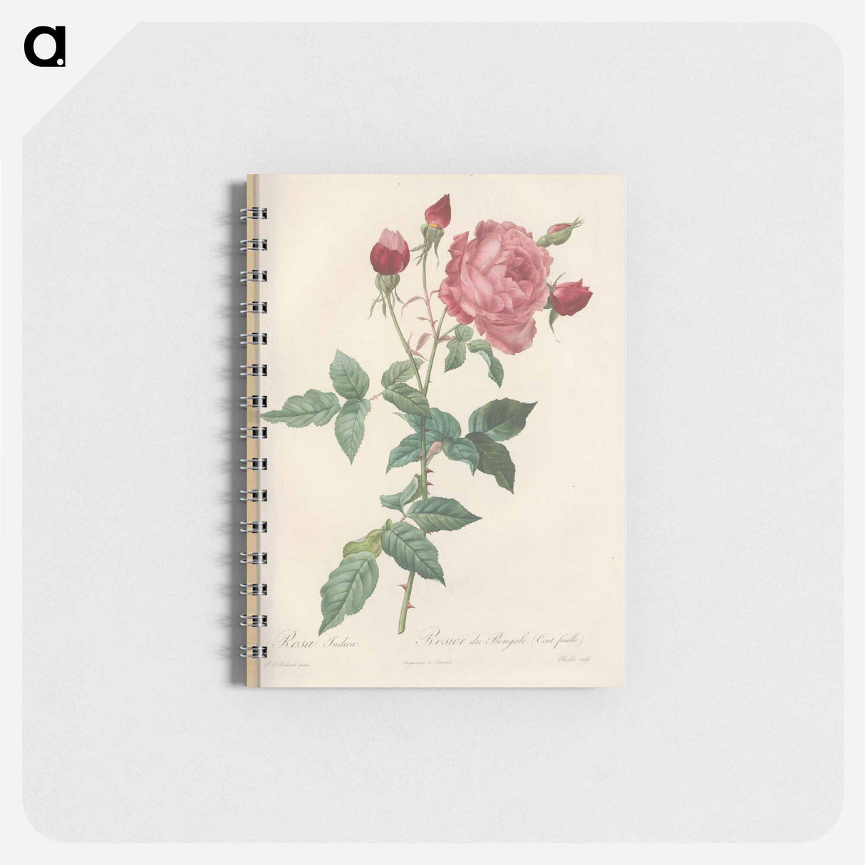 Rose illustration - ピエール ジョゼフ ルドゥーテ Memo.