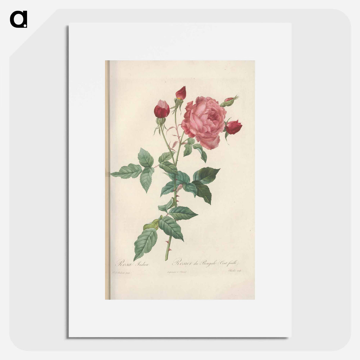 Rose illustration - ピエール ジョゼフ ルドゥーテ Poster.