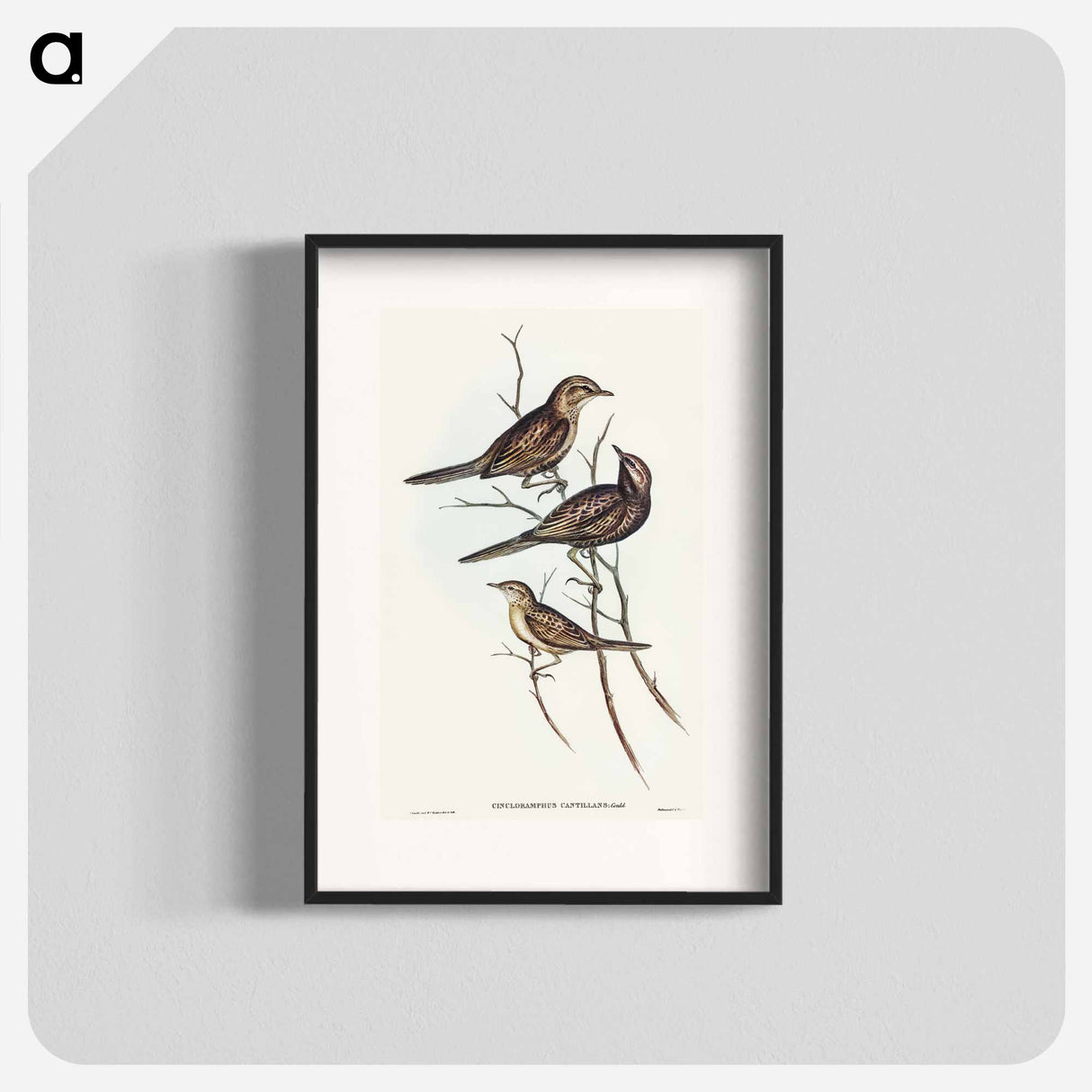 アートポスター-Black-breasted Songlark
- オーストラリアの鳥 Poster.