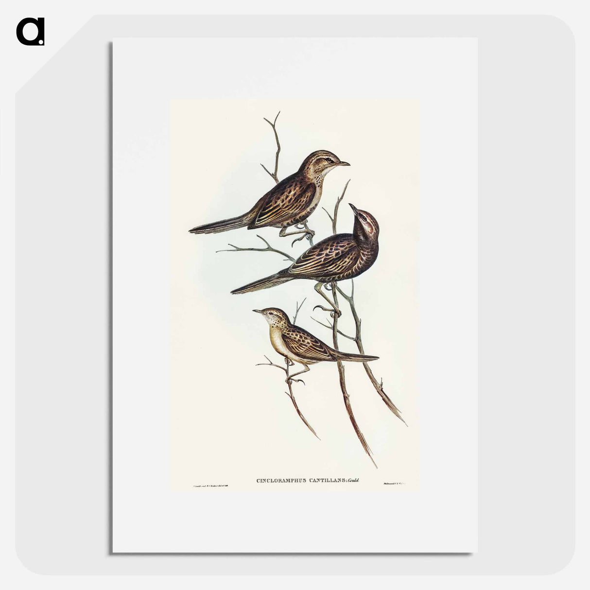 アートポスター-Black-breasted Songlark
- オーストラリアの鳥 Poster.