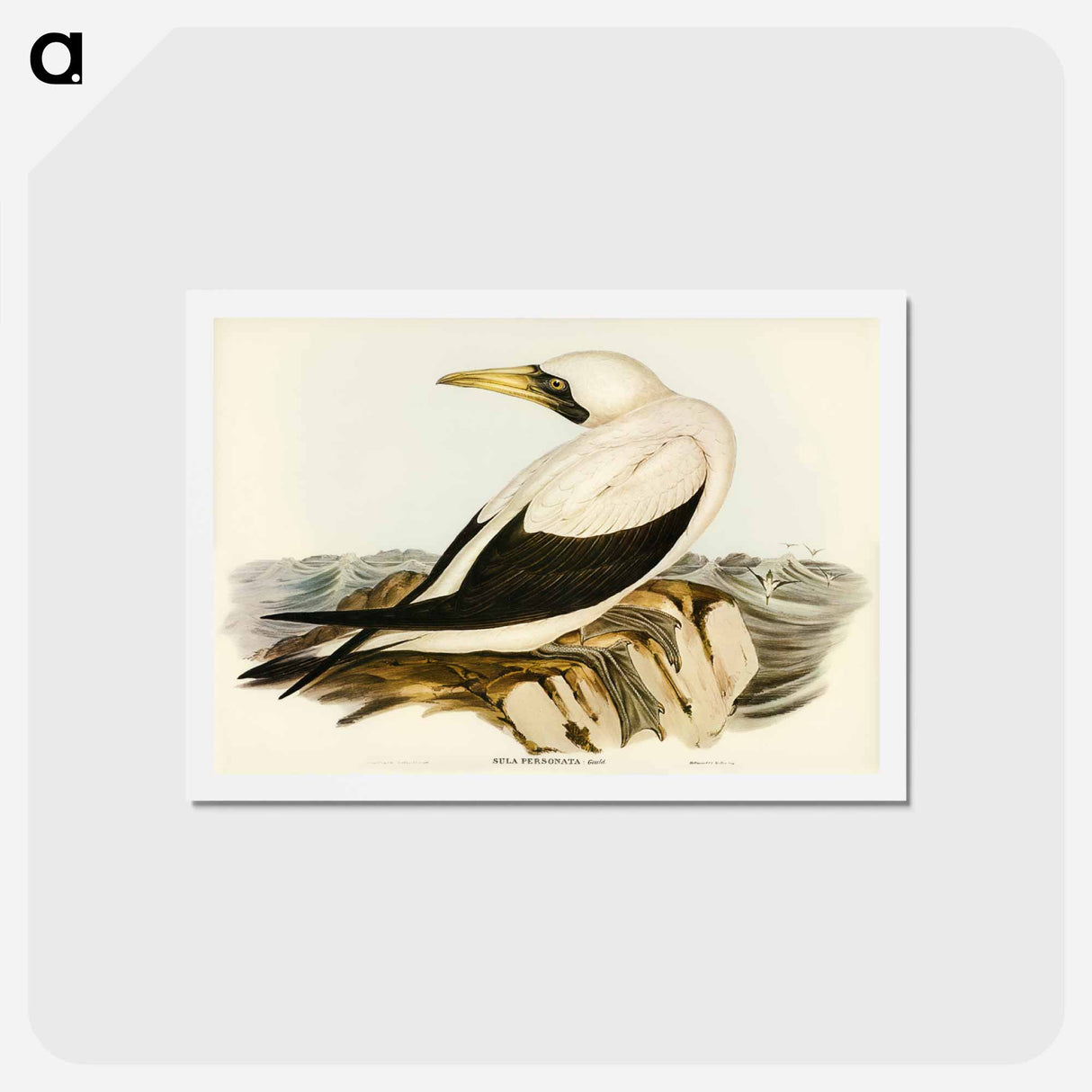アートポストカード-Masked Gannet
- ジョン グールド Postcard.