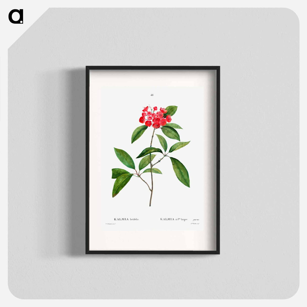 Mountain-laurel - Pierre Joseph Redouté Poster.