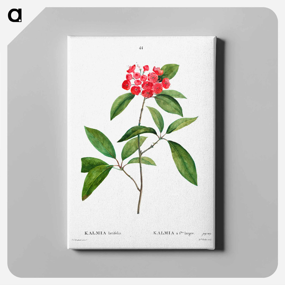 Mountain-laurel - Pierre-Joseph Redouté Canvas.