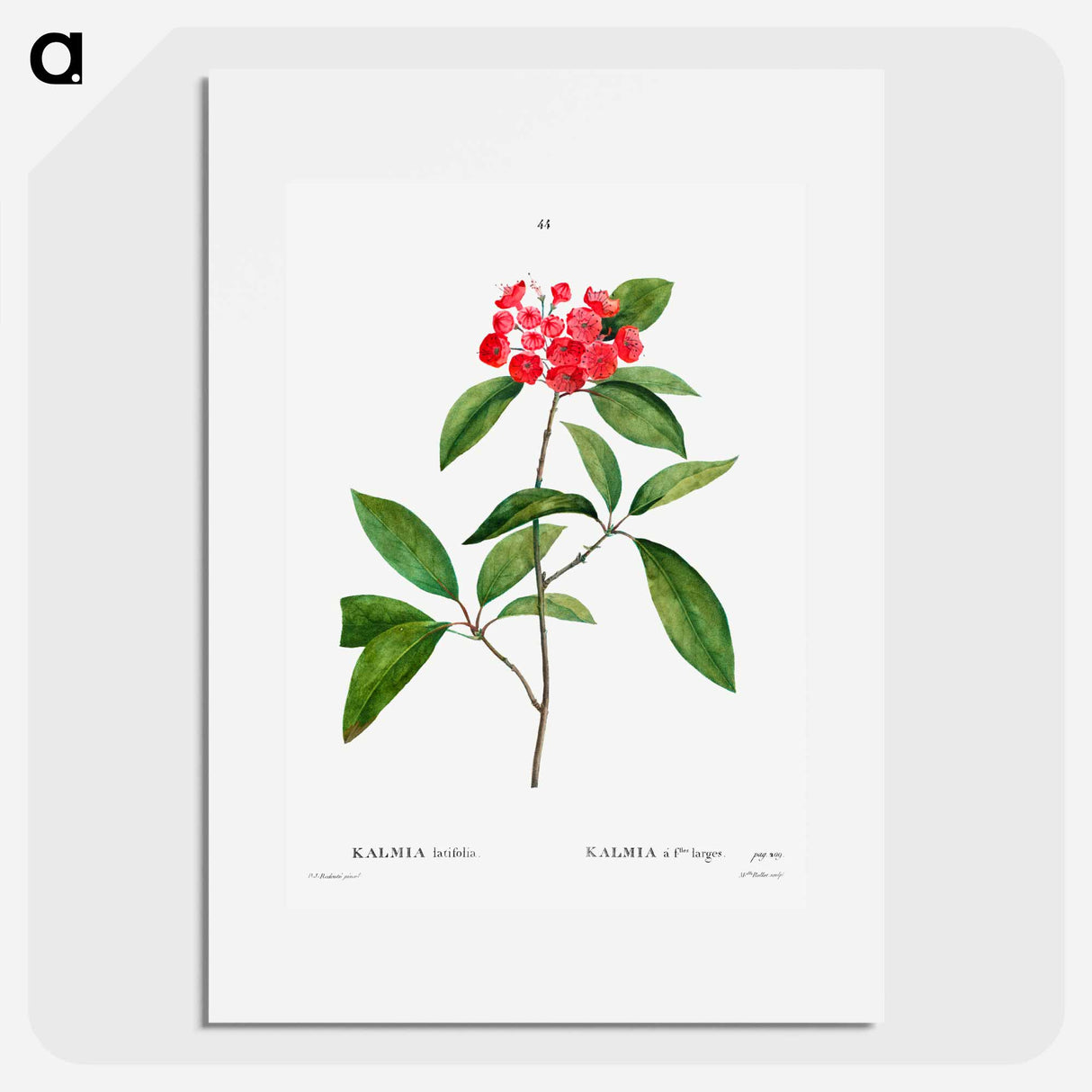 Mountain-laurel - Pierre Joseph Redouté Poster.