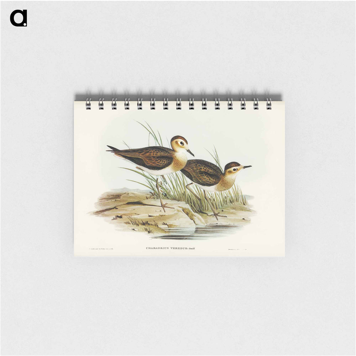 アートメモ帳-Brown Plover
- ジョン グールド Memo.