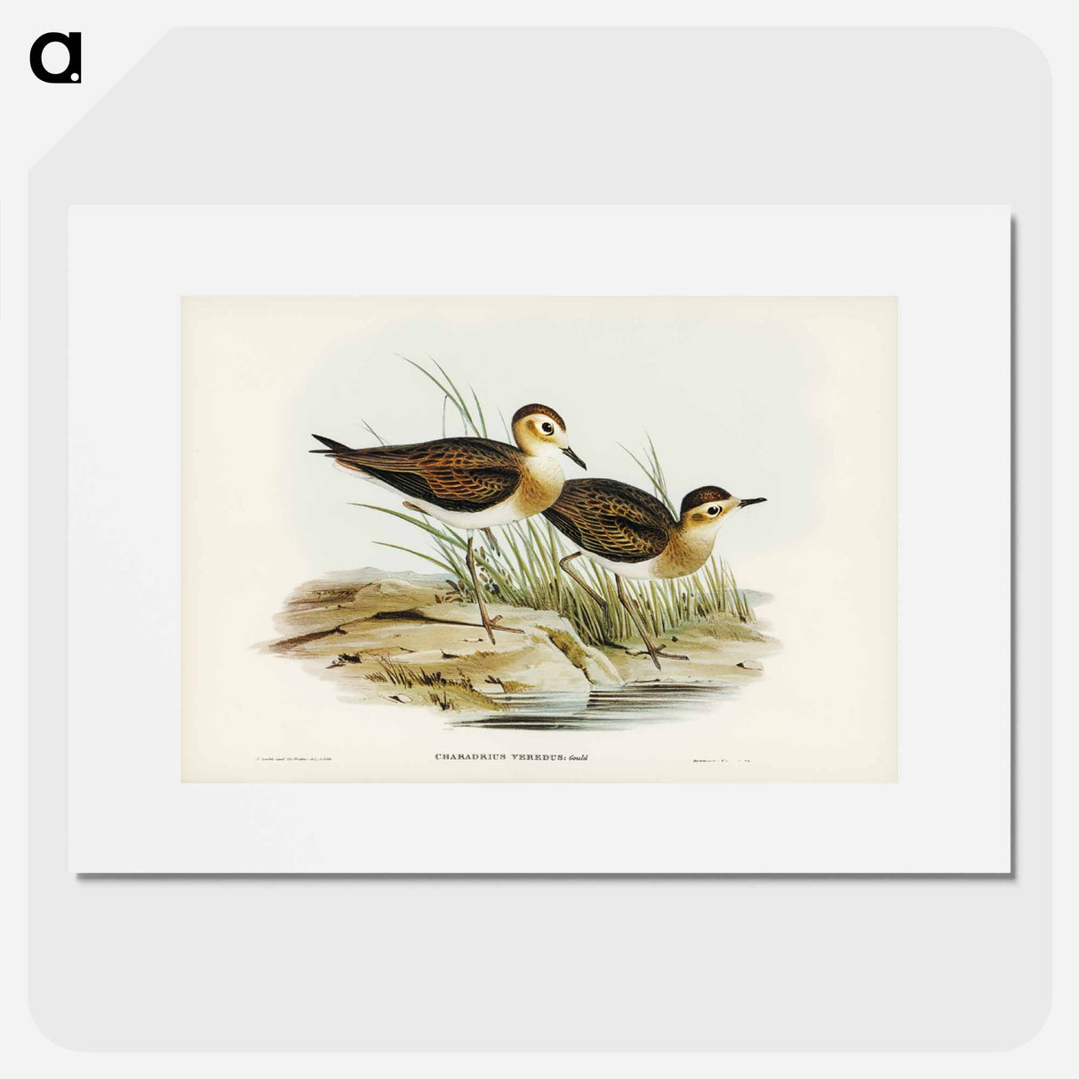 アートポスター-Brown Plover
- ジョン グールド Poster.