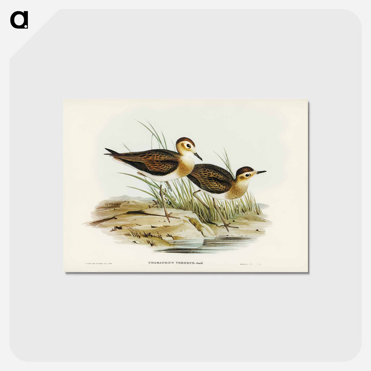 アートポストカード-Brown Plover
- ジョン グールド Postcard.