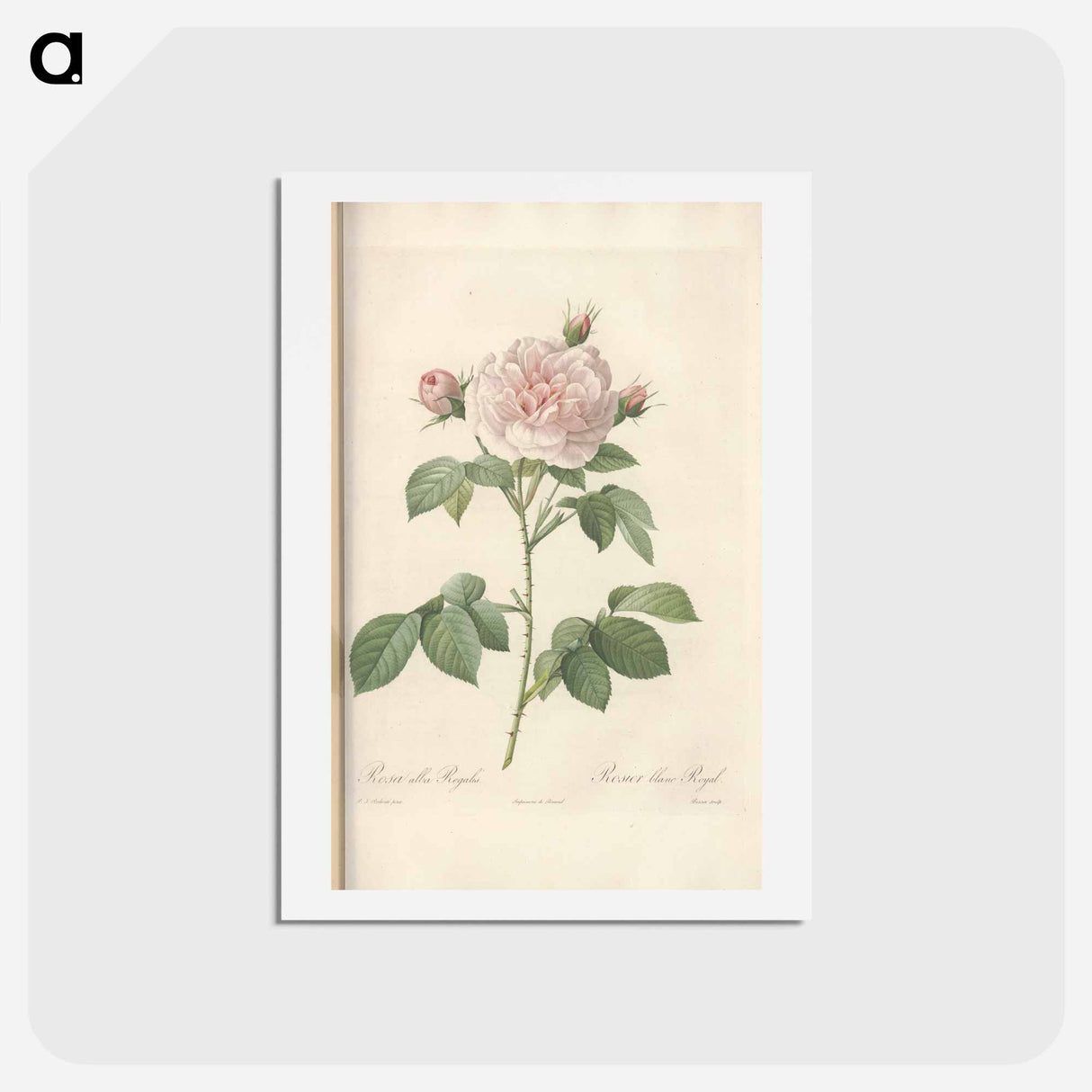 アートポストカード-Rose illustration - ピエール ジョゼフ ルドゥーテ Postcard.