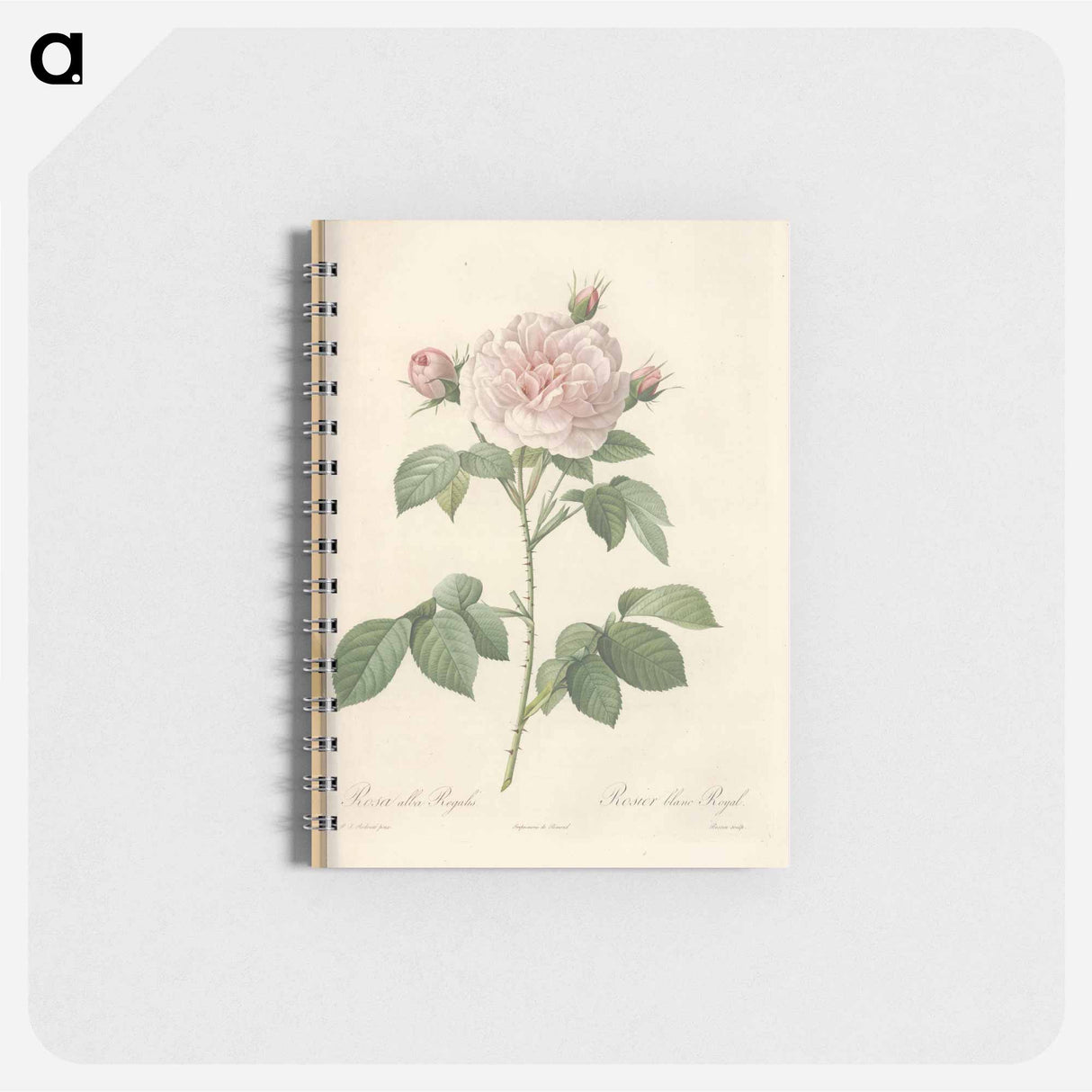 Rose illustration - ピエール ジョゼフ ルドゥーテ Memo.