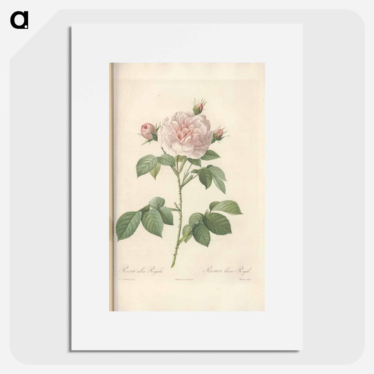 Rose illustration - Pierre Joseph Redouté Poster.
