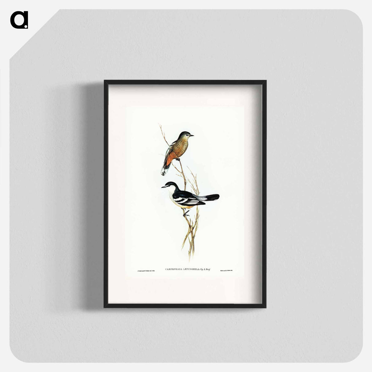 アートポスター-Black and White Cuckooshrike
- ジョン グールド Poster.