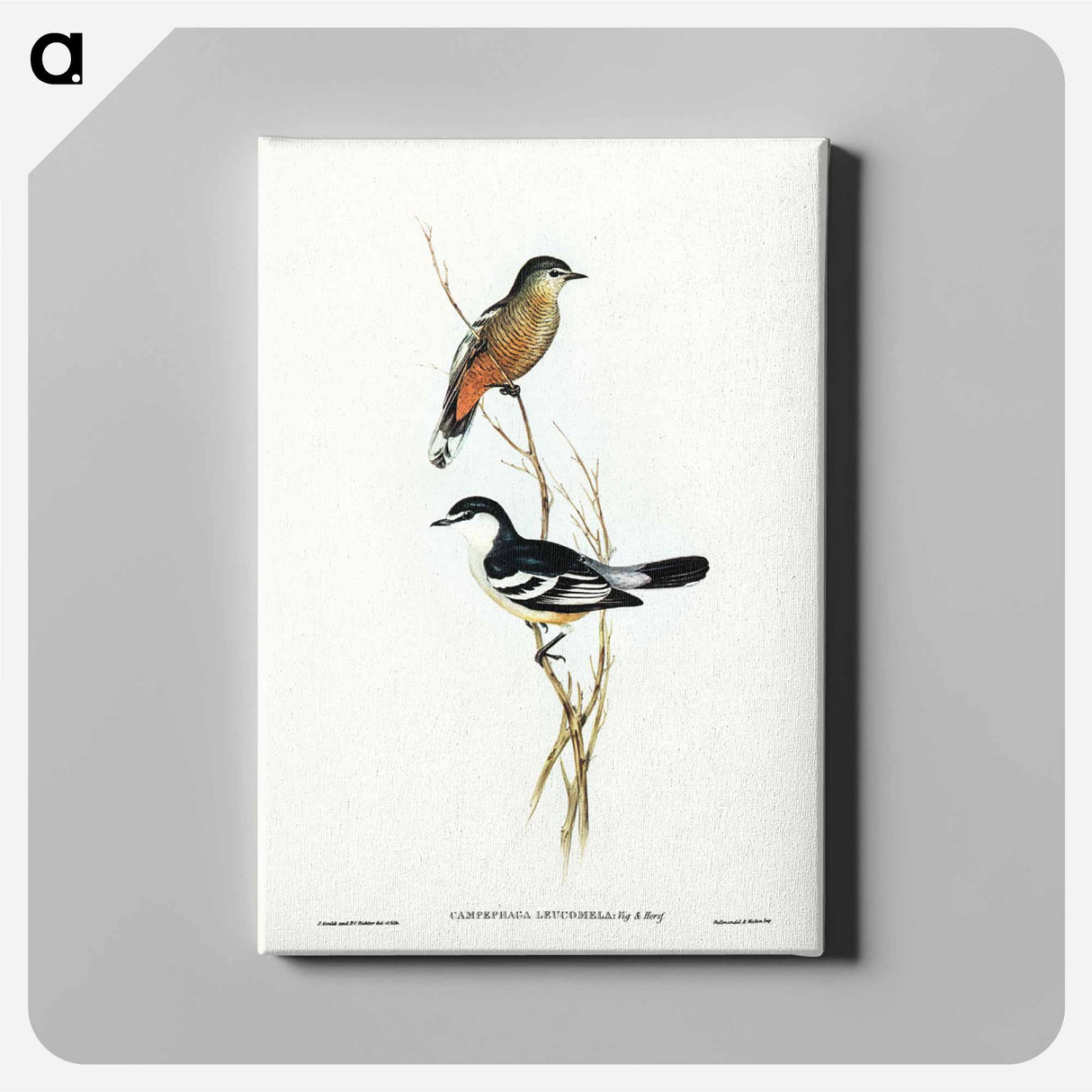 アートパネル-Black and White Cuckooshrike
- ジョン グールド Canvas.