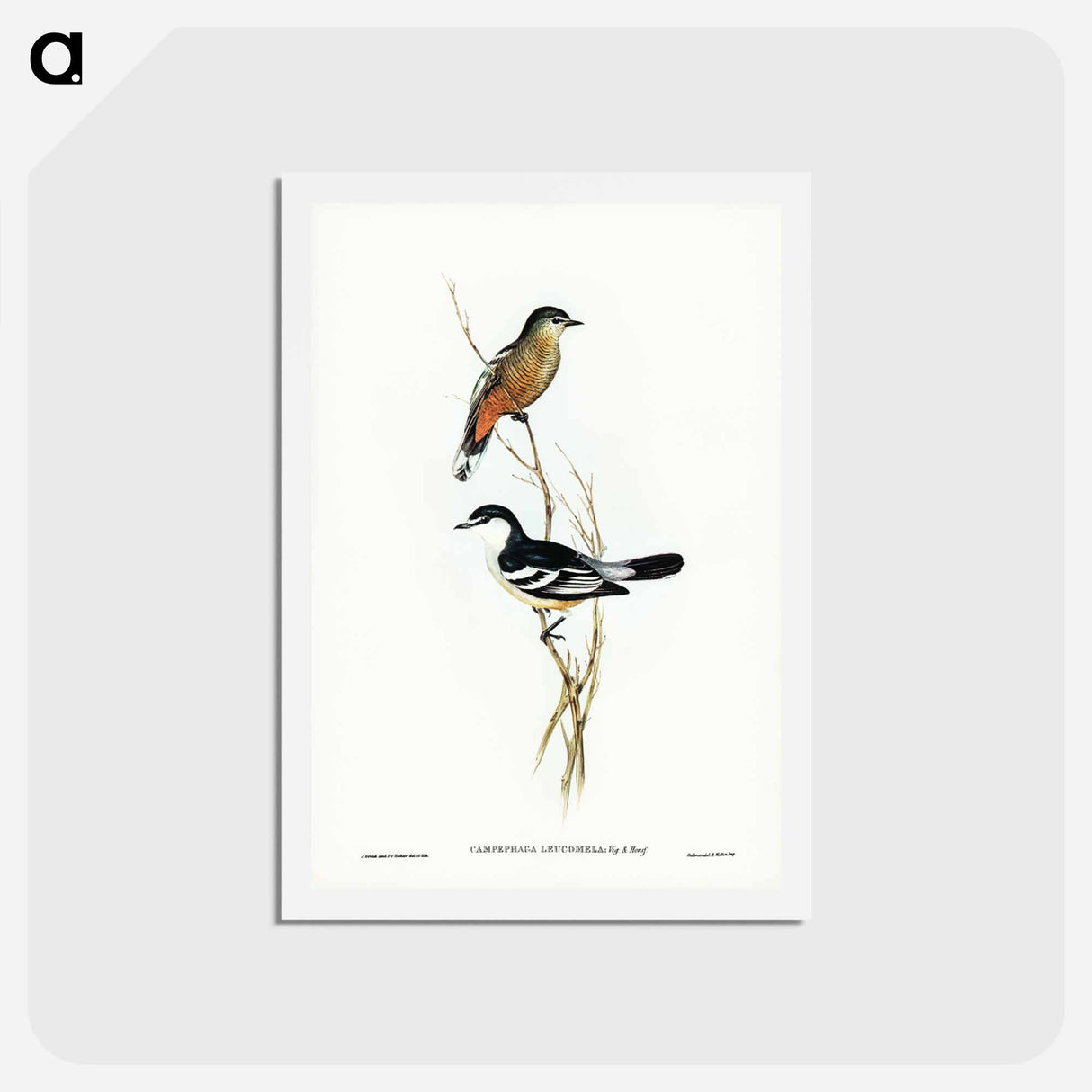 アートポストカード-Black and White Cuckooshrike
- ジョン グールド Postcard.