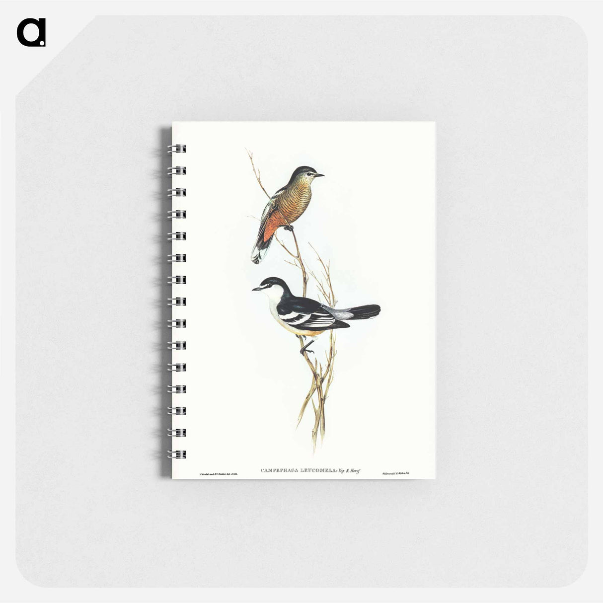 アートメモ帳-Black and White Cuckooshrike
- ジョン グールド Memo.