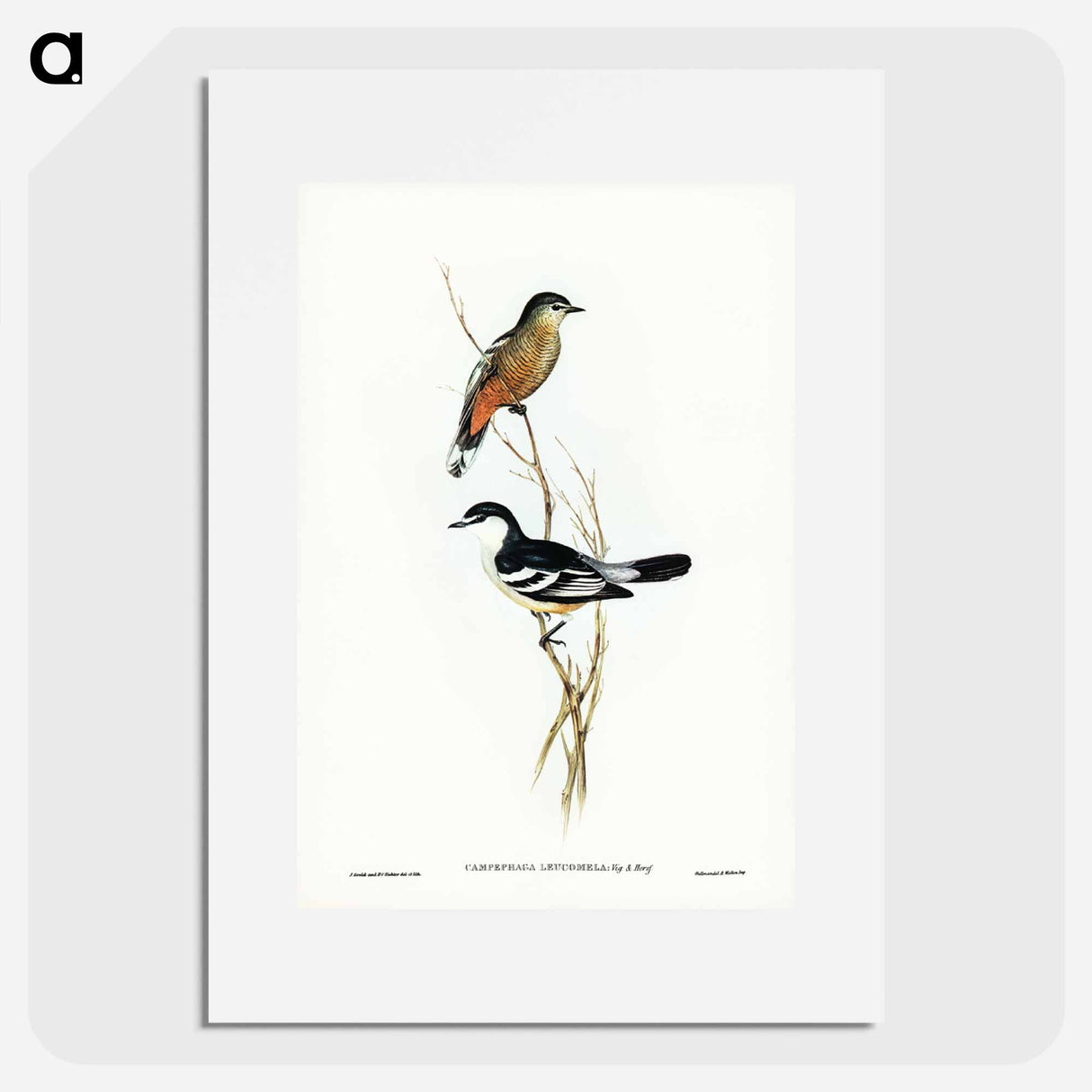 アートポスター-Black and White Cuckooshrike
- ジョン グールド Poster.
