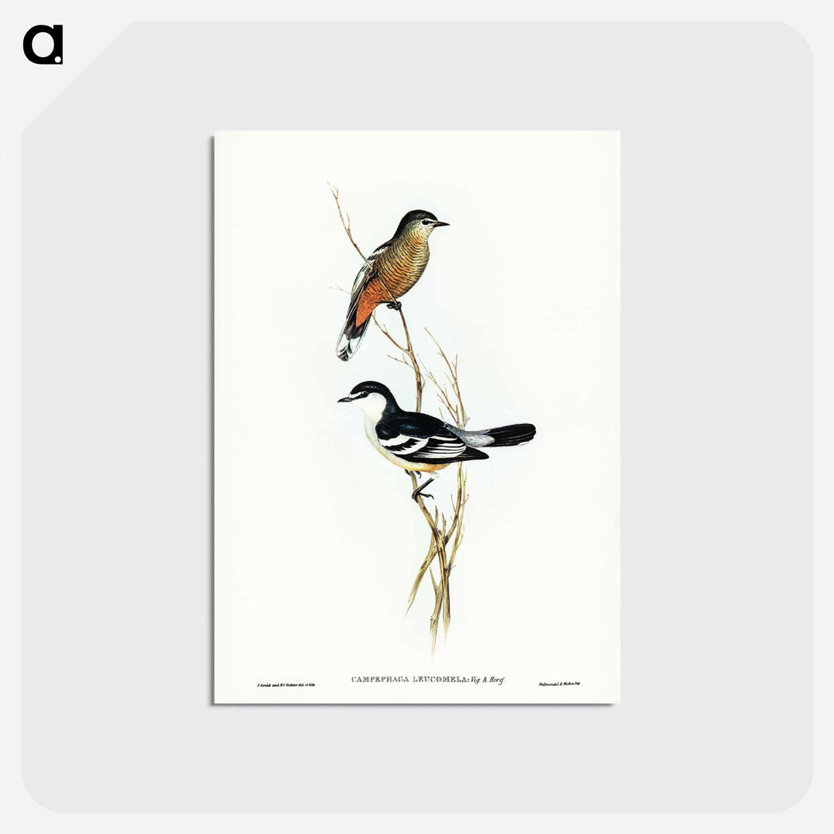 アートポストカード-Black and White Cuckooshrike
- ジョン グールド Postcard.