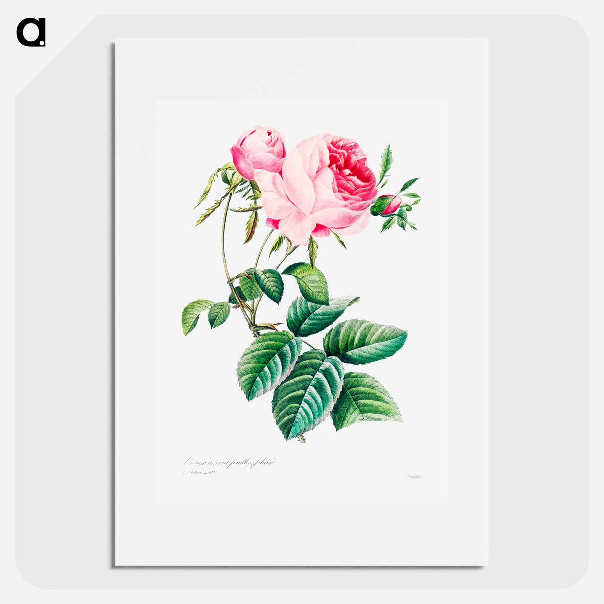 Cabbage rose - ピエール ジョゼフ ルドゥーテ Poster.