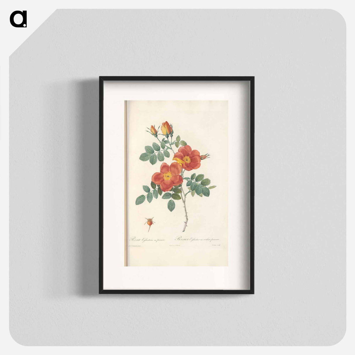 Rose illustration - Pierre Joseph Redouté Poster.