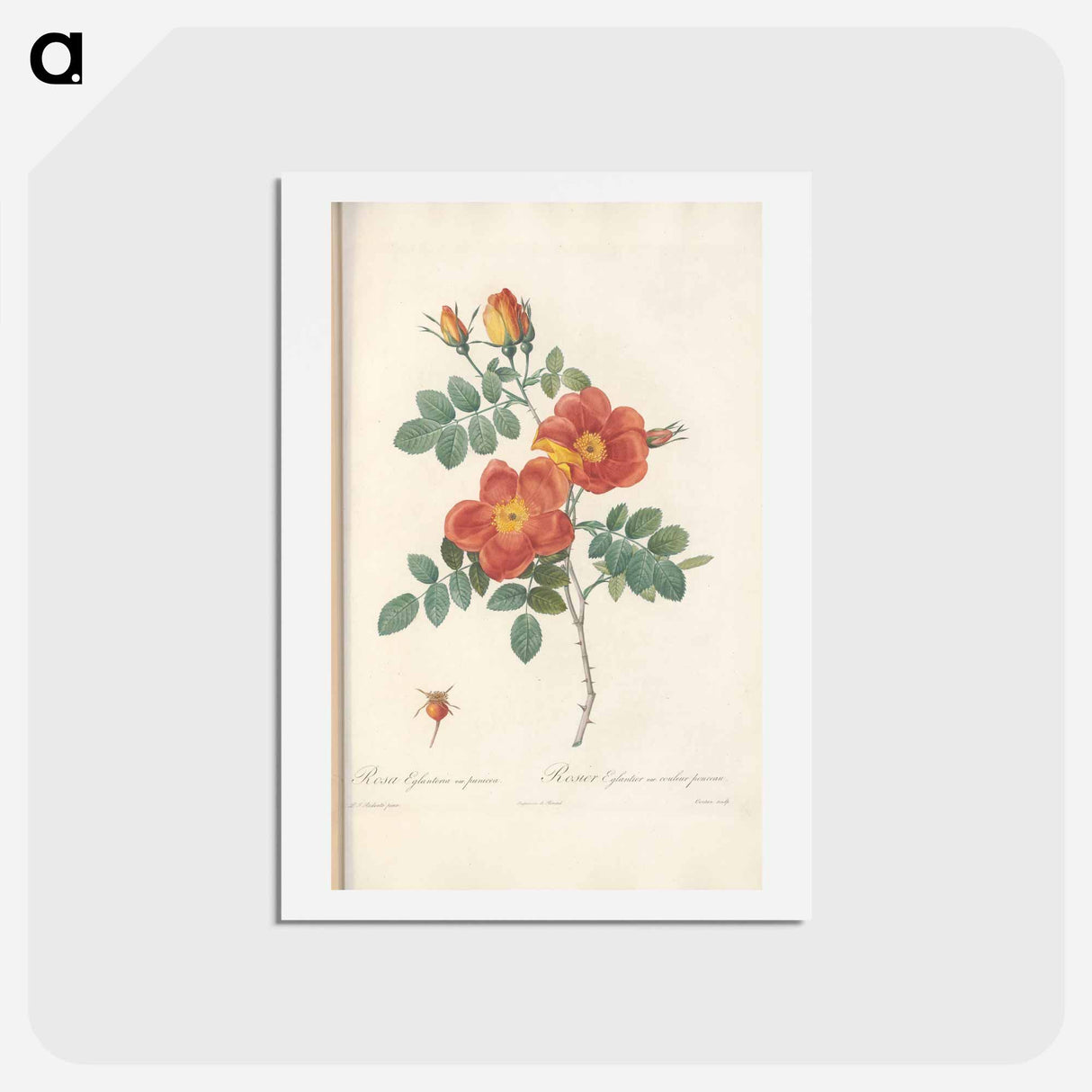 アートポストカード-Rose illustration - ピエール ジョゼフ ルドゥーテ Postcard.
