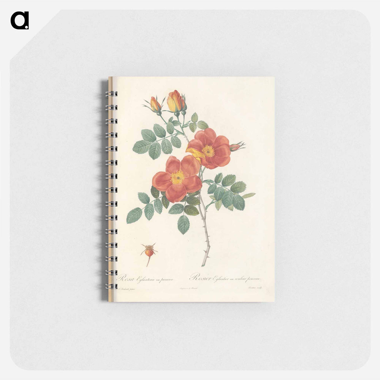 Rose illustration - ピエール ジョゼフ ルドゥーテ Memo.