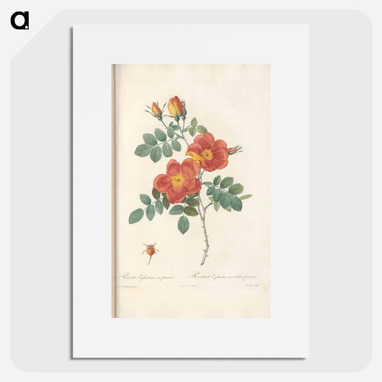 Rose illustration - Pierre Joseph Redouté Poster.