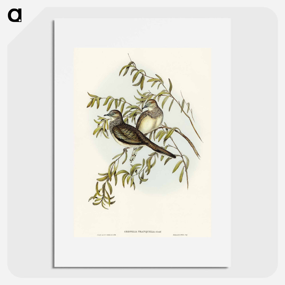 Peaceful Ground Dove
- オーストラリアの鳥 Poster.