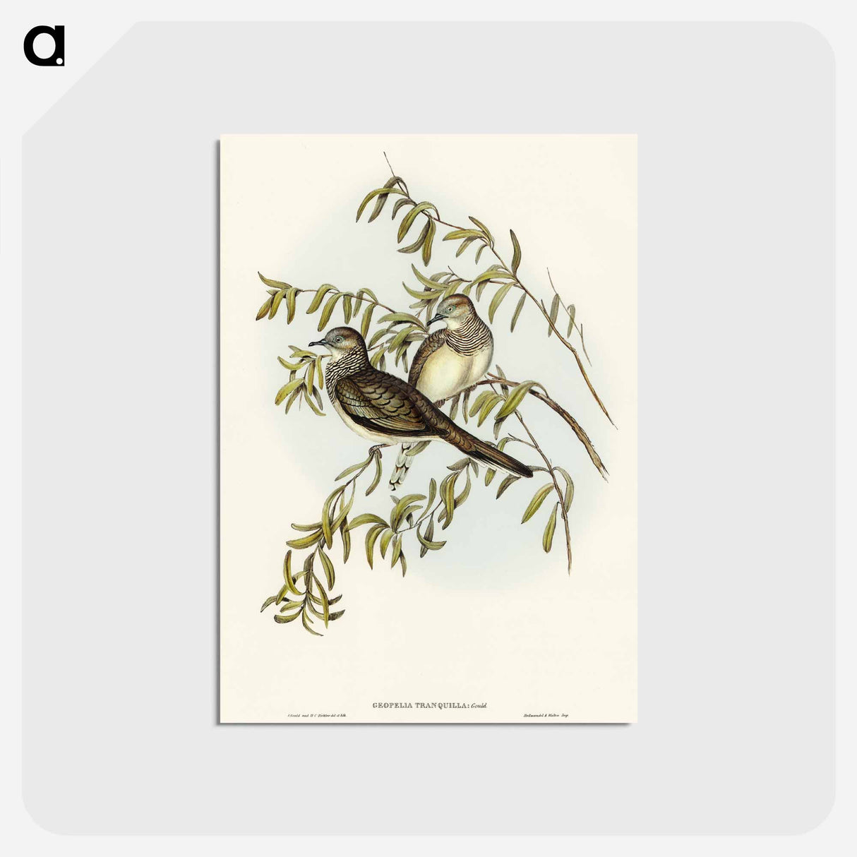 アートポストカード-Peaceful Ground Dove
- オーストラリアの鳥 Postcard.