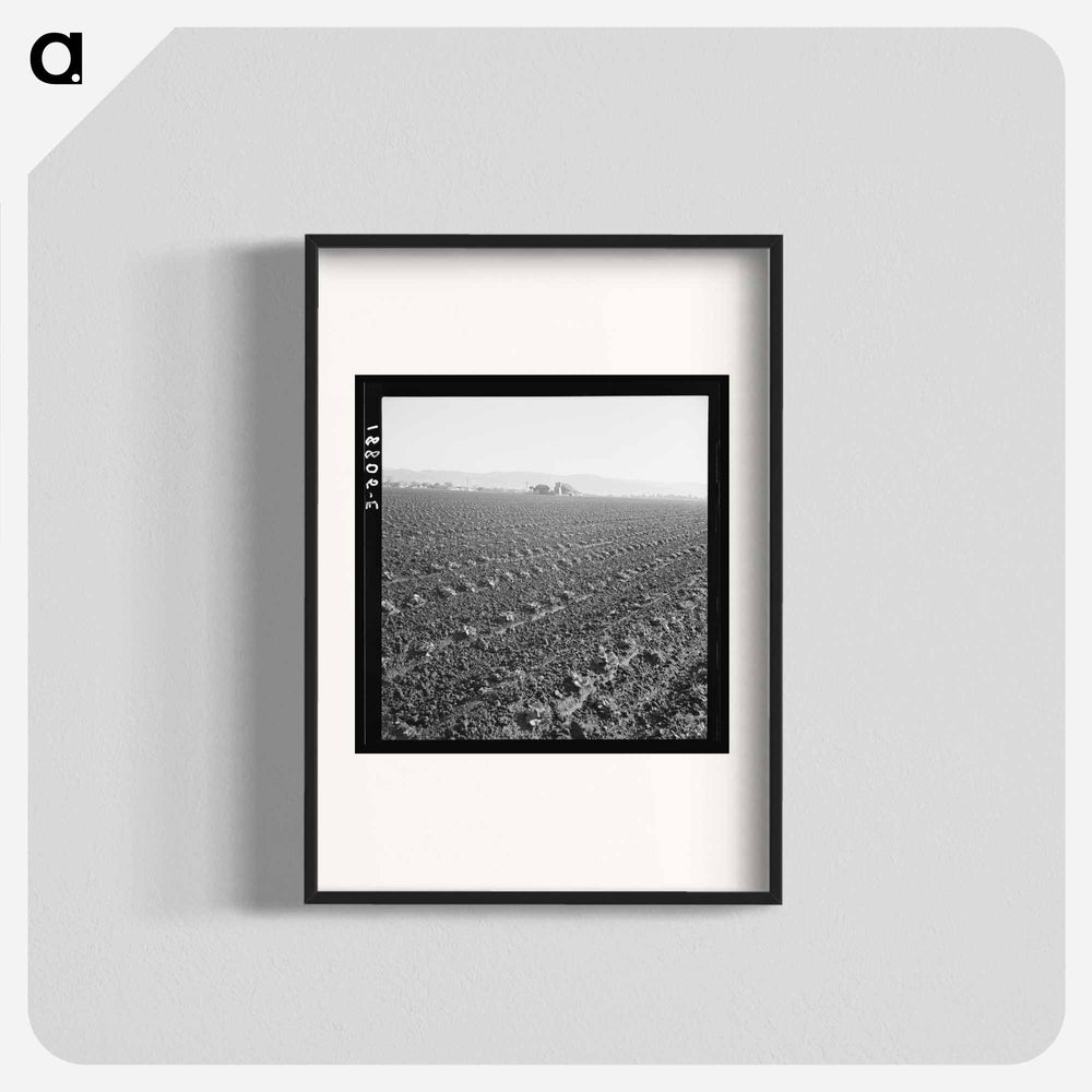 Untitled photo - Dorothea Lange Poster.