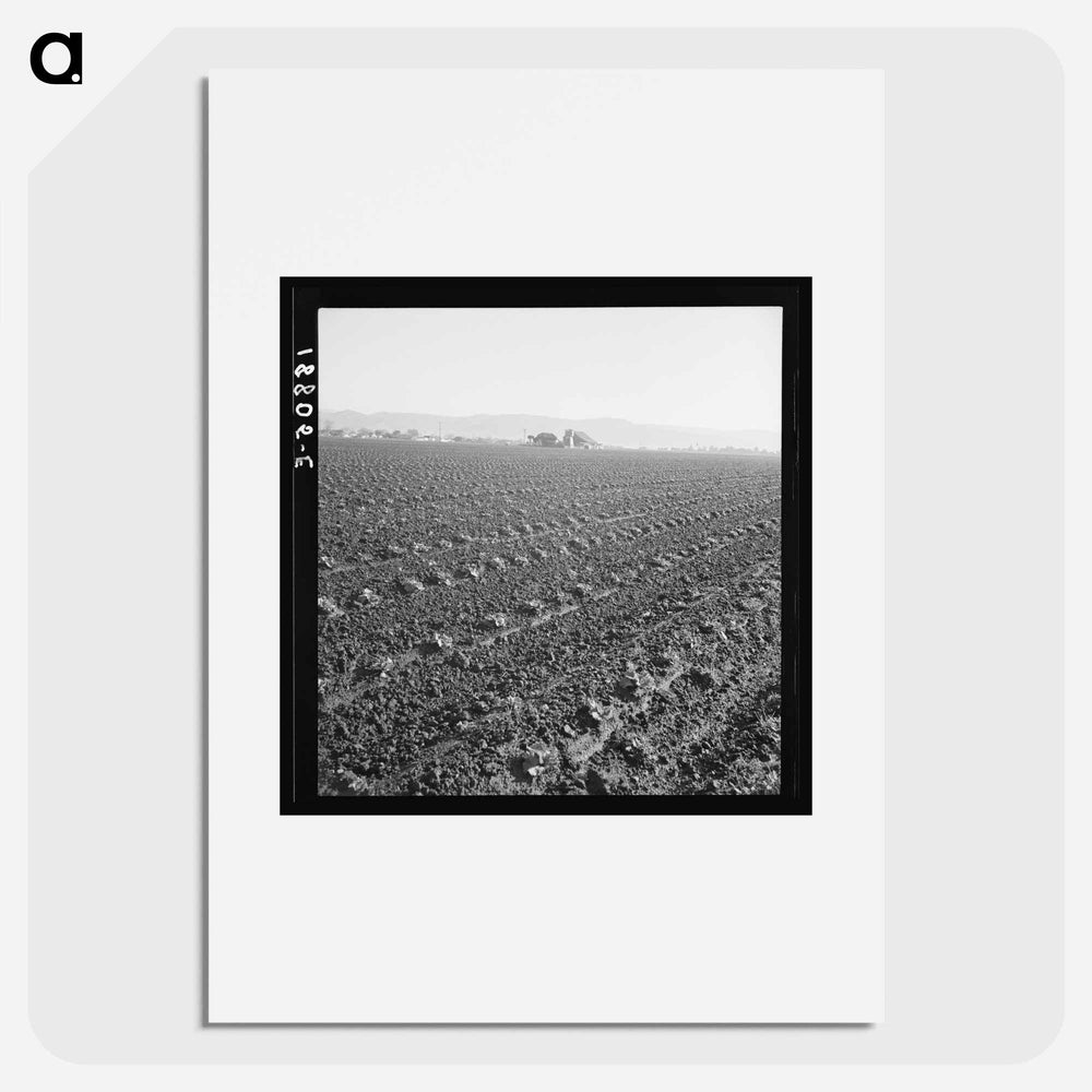 Untitled photo - Dorothea Lange Poster.