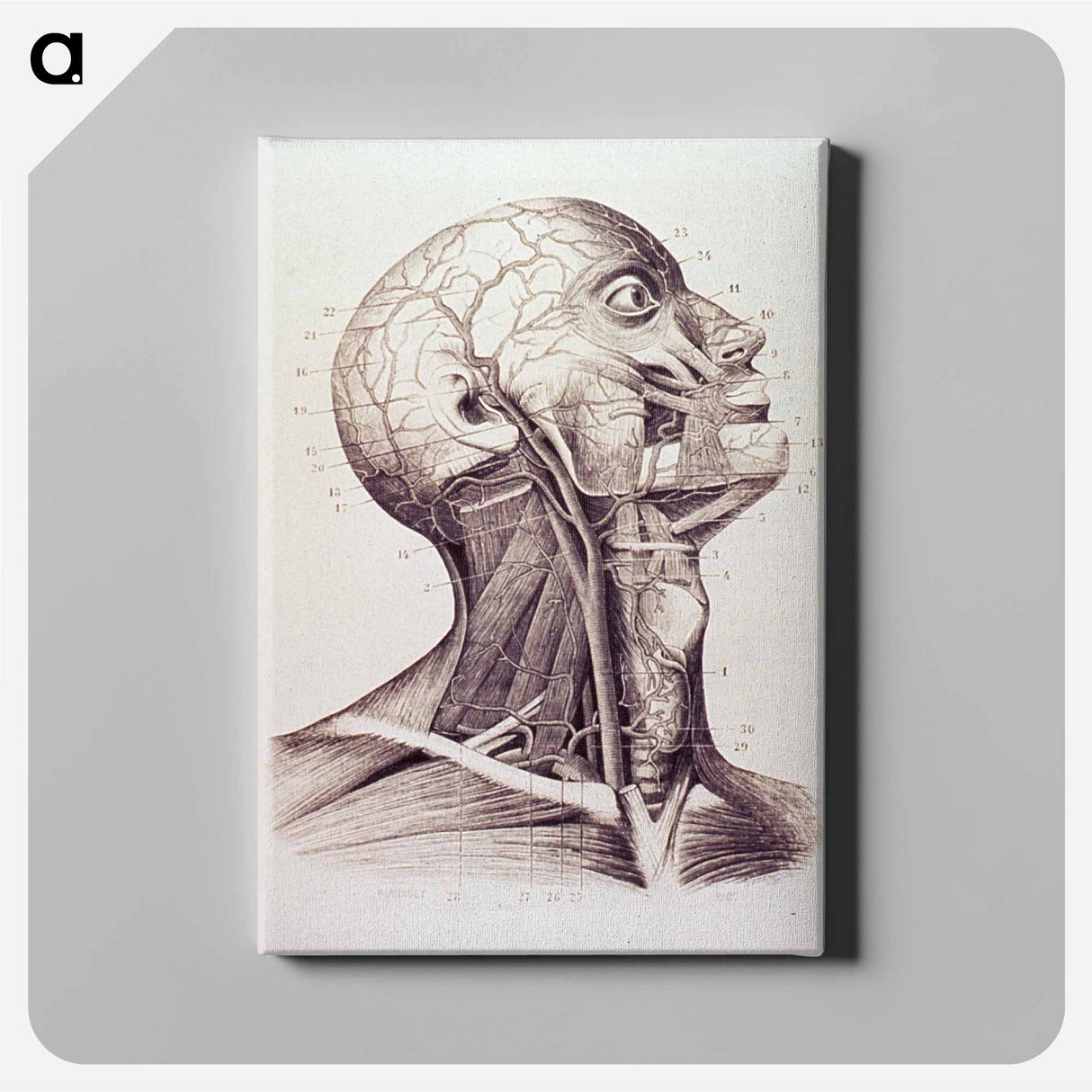 アートパネル-Muscles and Arteries of the Neck and Head
- 国立医学図書館 Canvas.