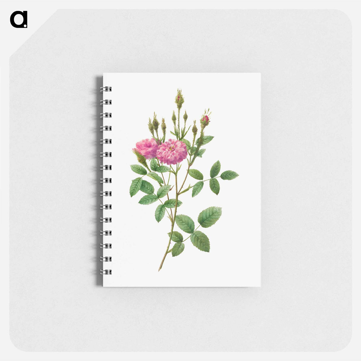 Rosa Pomponiana Muscosa - ピエール ジョゼフ ルドゥーテ Memo.