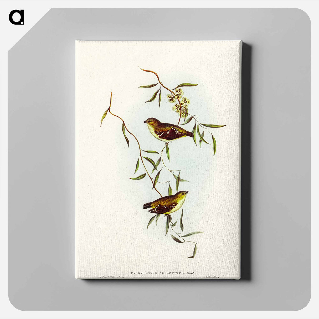 Forty-spotted Pardalote
- オーストラリアの鳥 Canvas.