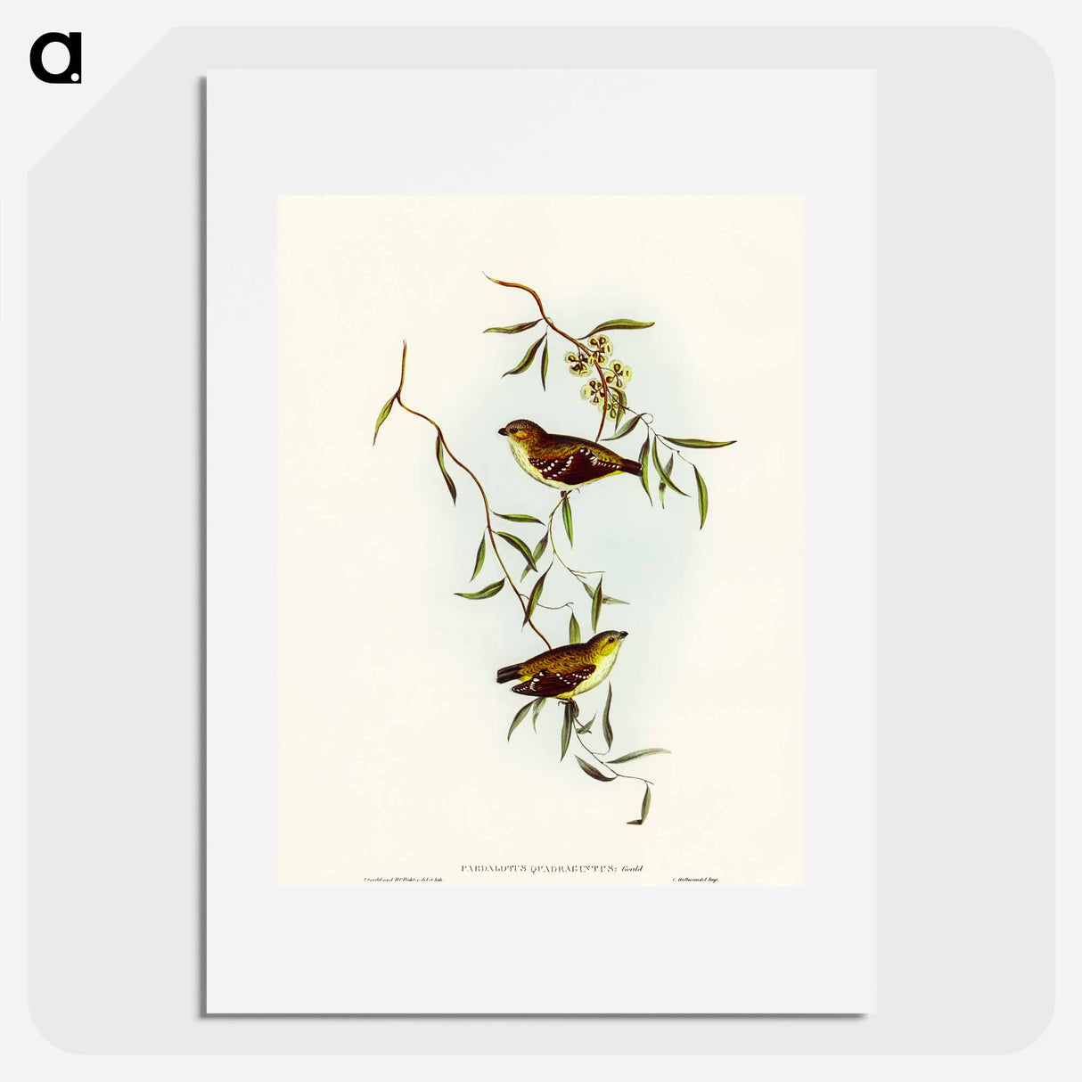 Forty-spotted Pardalote
- オーストラリアの鳥 Poster.