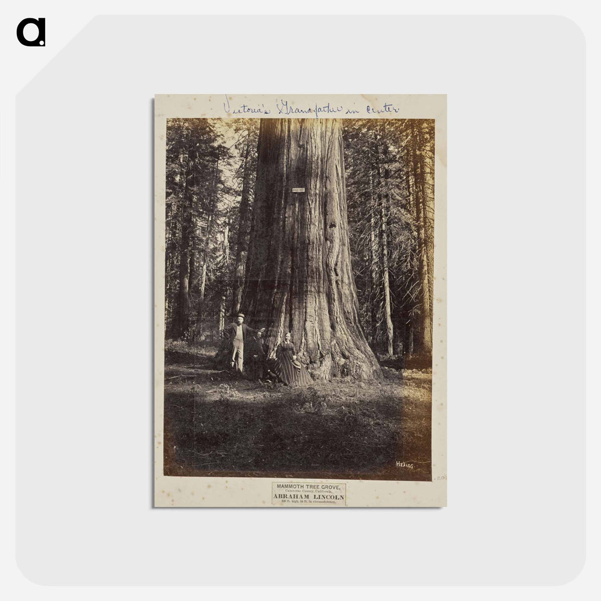 アートポストカード-Mammoth Tree Grove
- エドワード マイブリッジ Postcard.