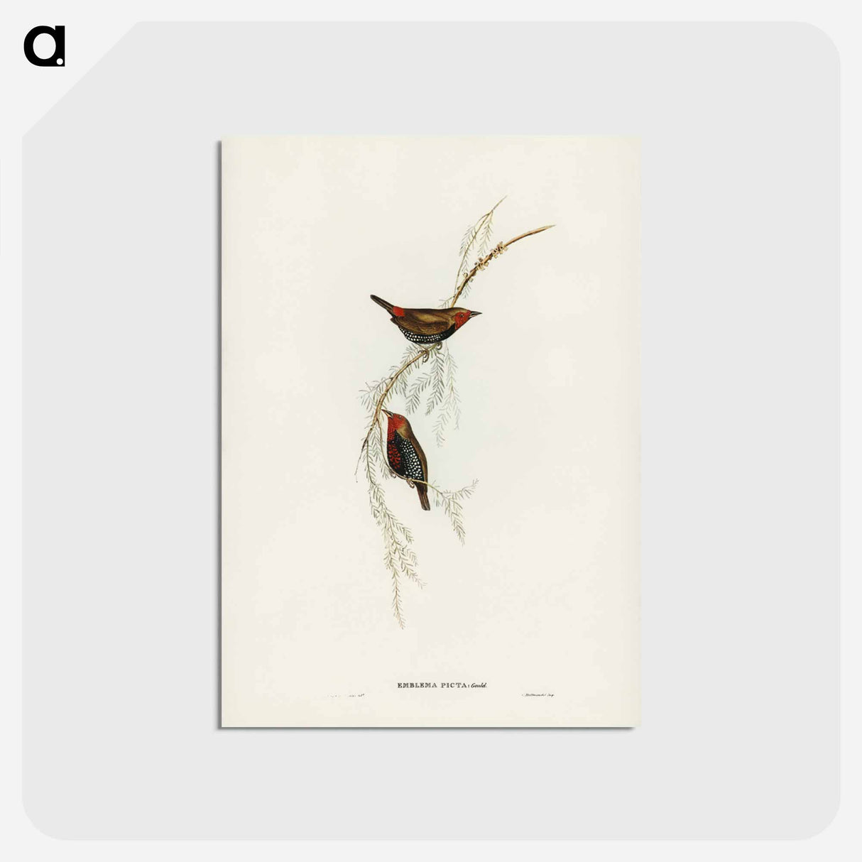 アートポストカード-Painted Finch
- ジョン グールド Postcard.