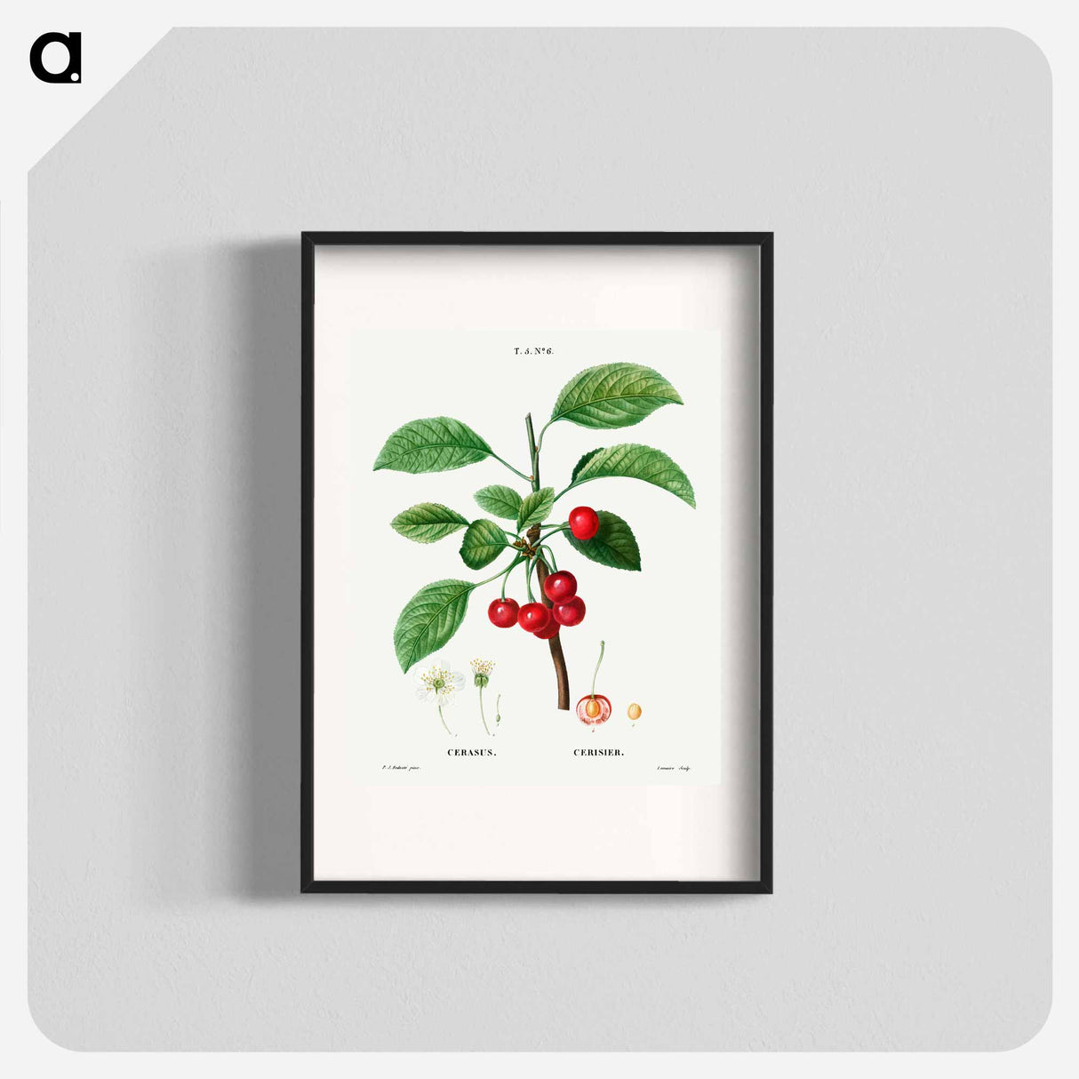 Cherry (Cerasus) - Pierre Joseph Redouté Poster.