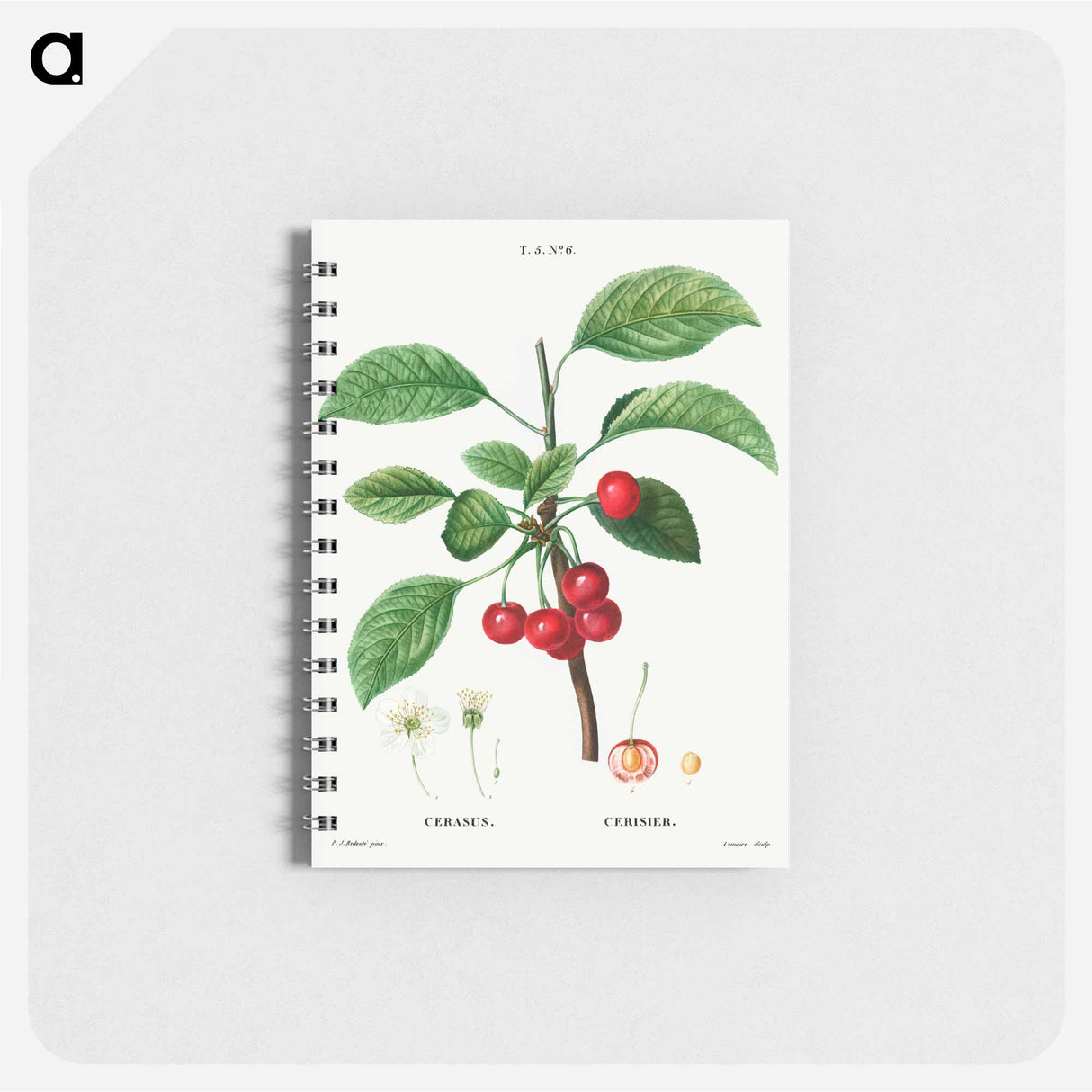 Cherry (Cerasus) - ピエール ジョゼフ ルドゥーテ Memo.