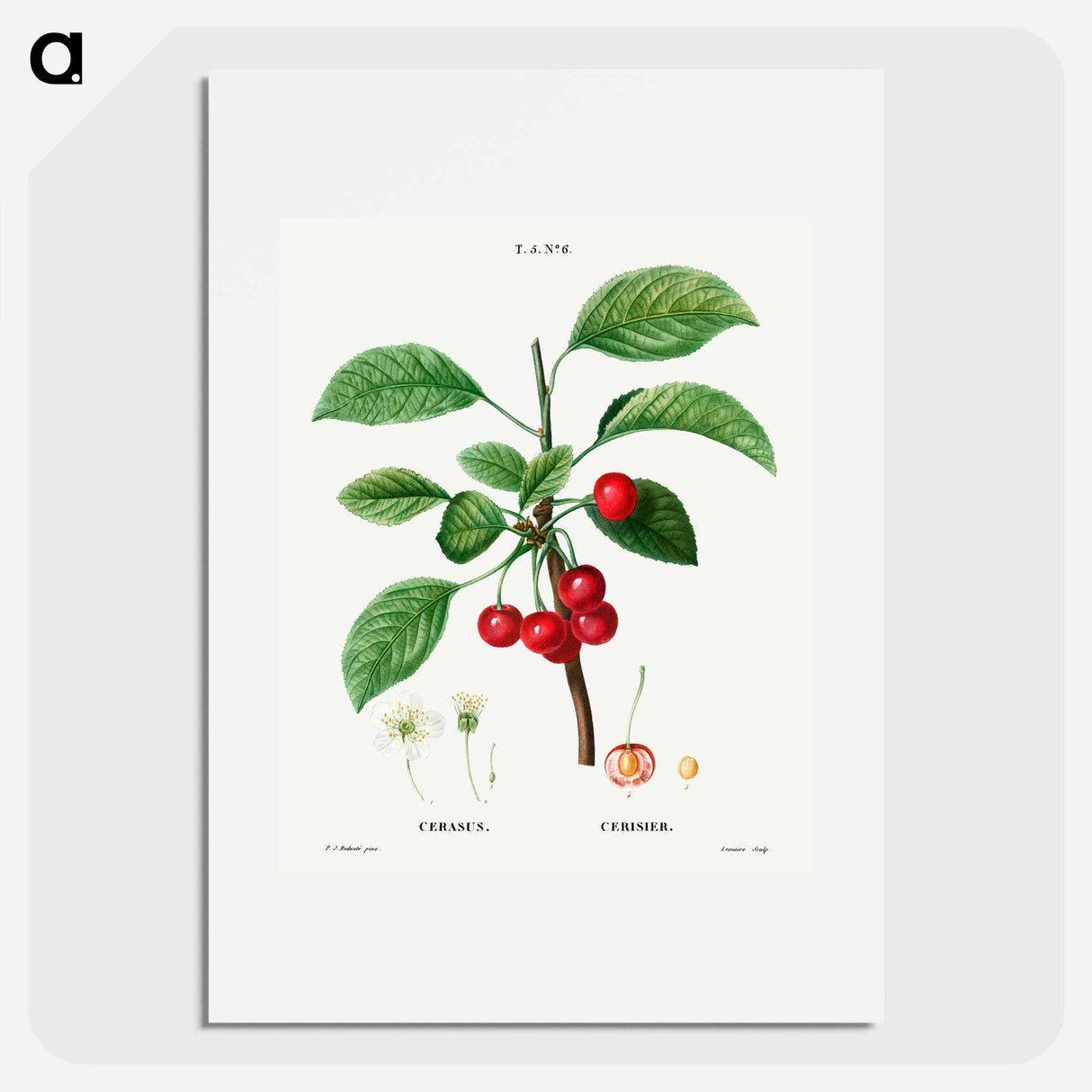 Cherry (Cerasus) - Pierre Joseph Redouté Poster.