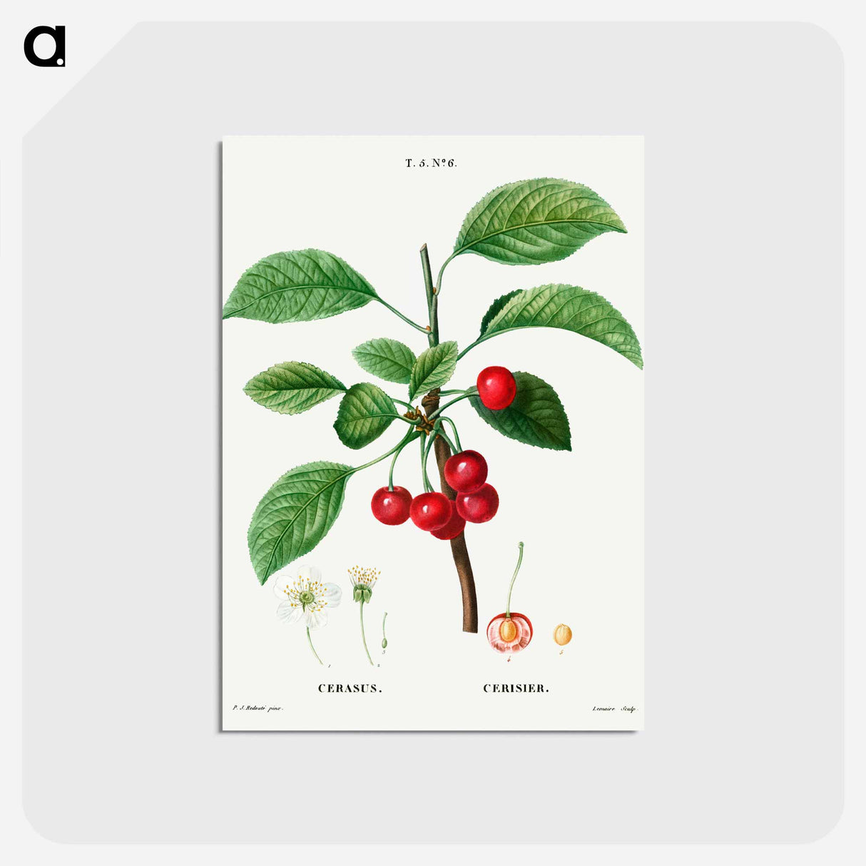 アートポストカード-Cherry (Cerasus) - ピエール ジョゼフ ルドゥーテ Postcard.