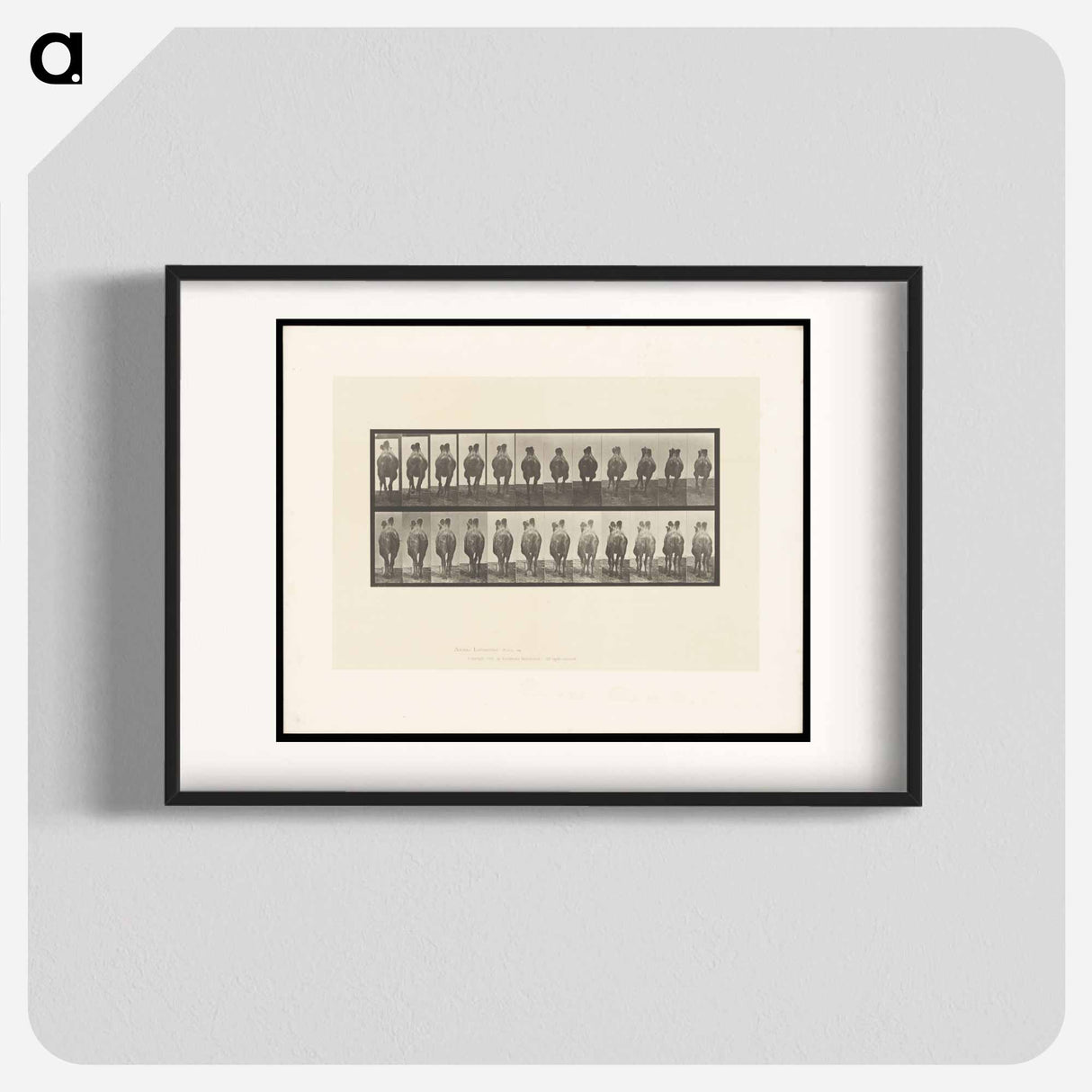 アートポスター-Camel Walking
- エドワード マイブリッジ Poster.