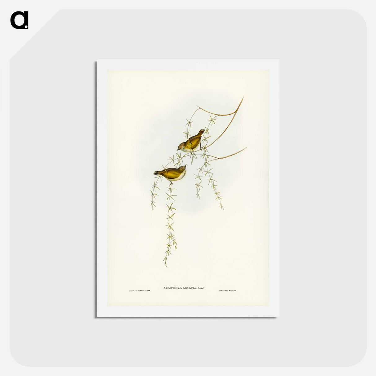 アートポストカード-Striated Acanthiza
- ジョン グールド Postcard.