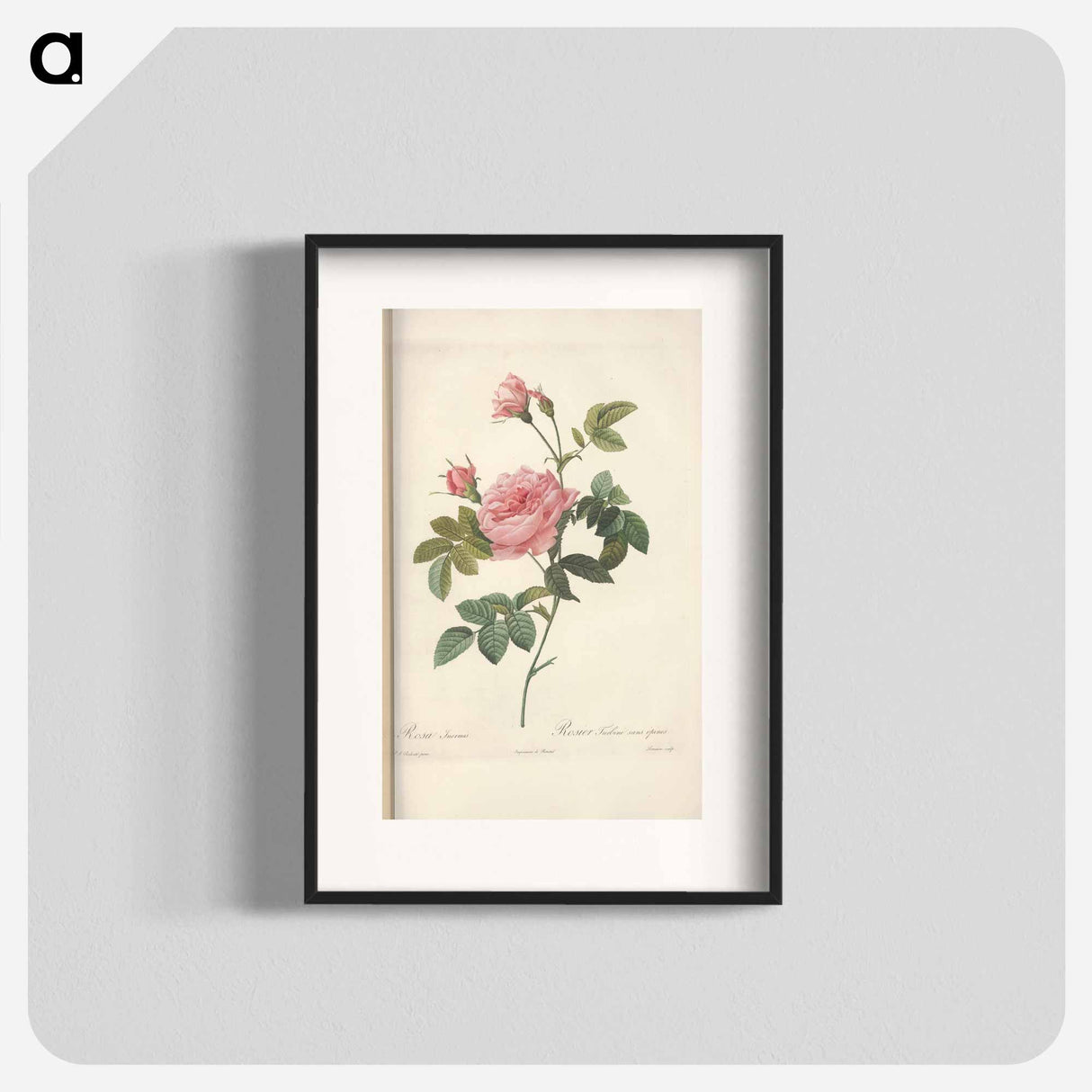 Rose illustration - Pierre Joseph Redouté Poster.