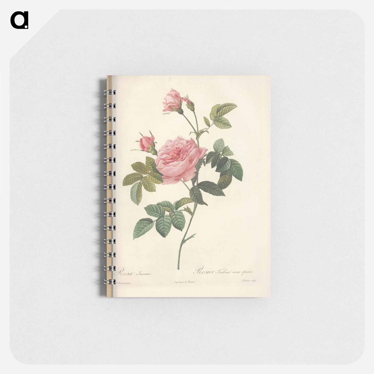 Rose illustration - ピエール ジョゼフ ルドゥーテ Memo.