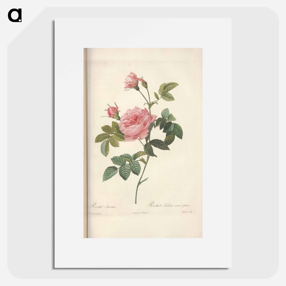 Rose illustration - Pierre Joseph Redouté Poster.