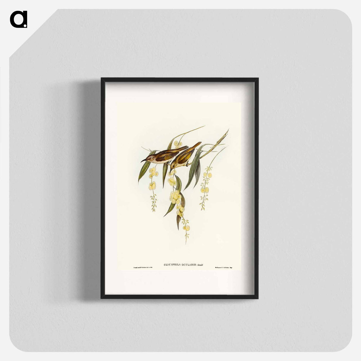 アートポスター-Brown Honey-eater
- オーストラリアの鳥 Poster.