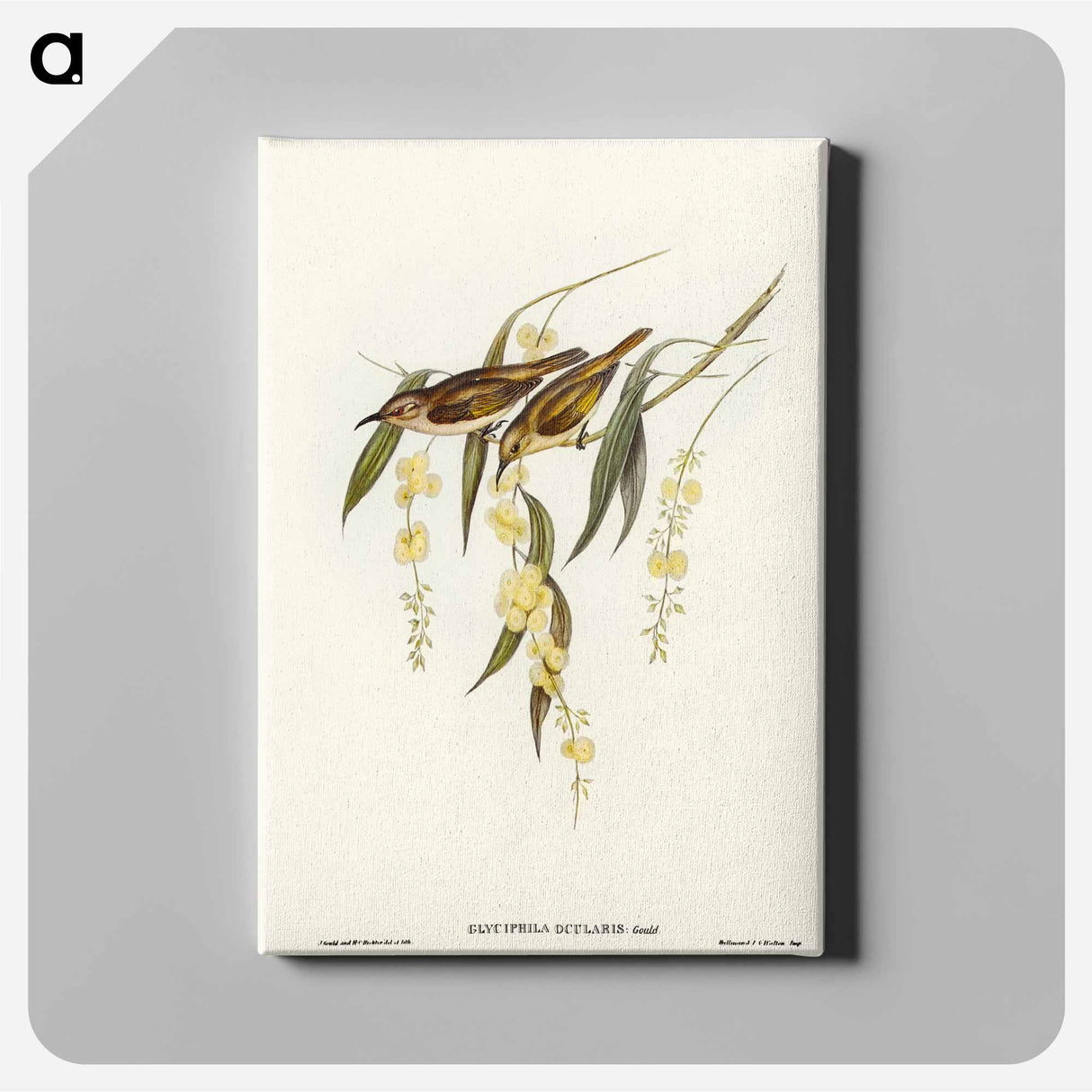 アートパネル-Brown Honey-eater
- オーストラリアの鳥 Canvas.