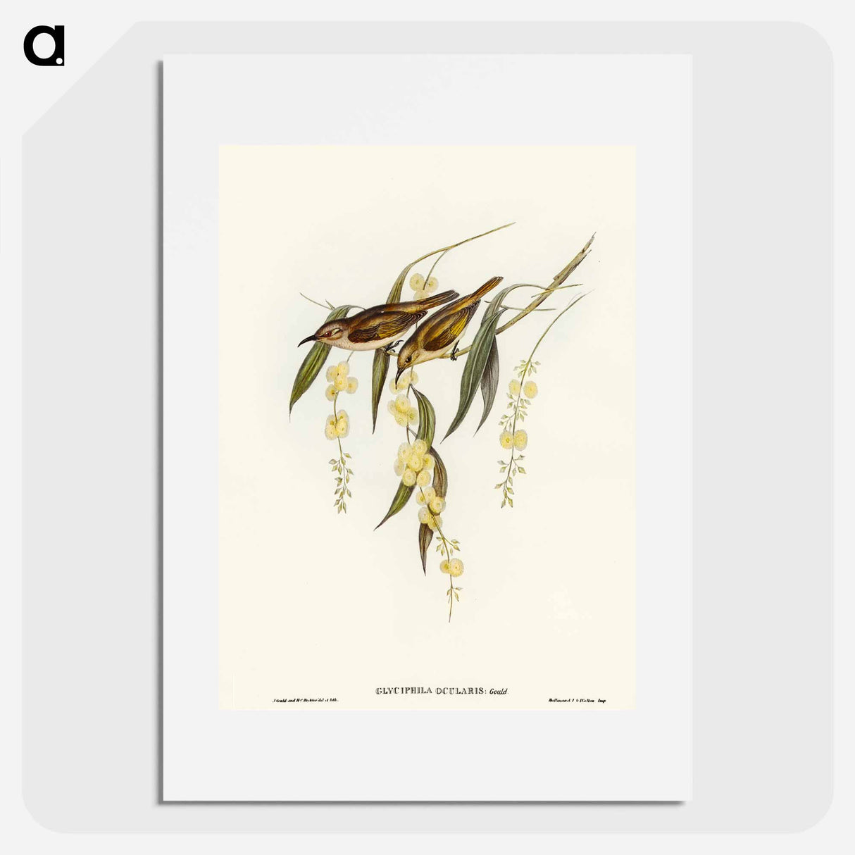 アートポスター-Brown Honey-eater
- オーストラリアの鳥 Poster.